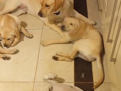 IKC Registered Golden Labrador studs - Father and Son 🐾